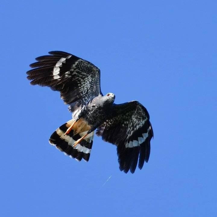 Crane Hawk - ML629883078