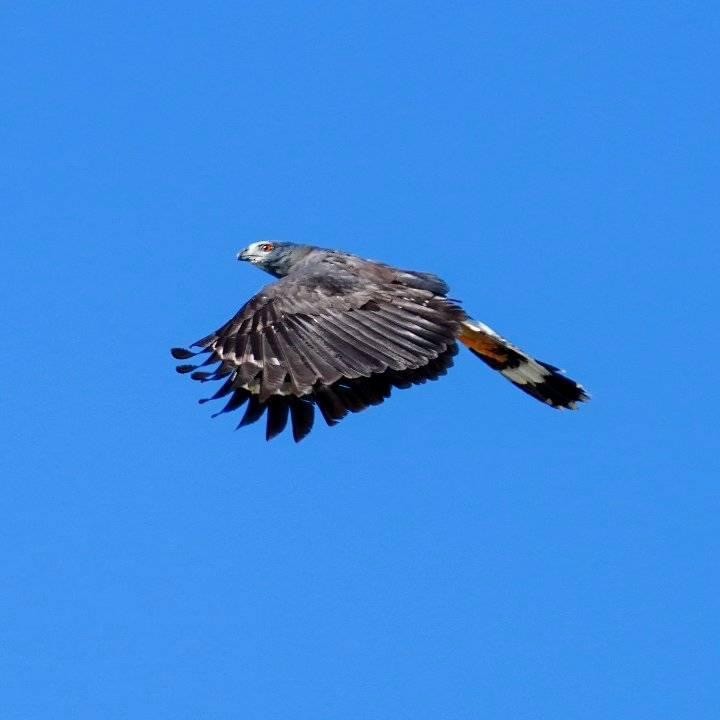 Crane Hawk - ML629883082