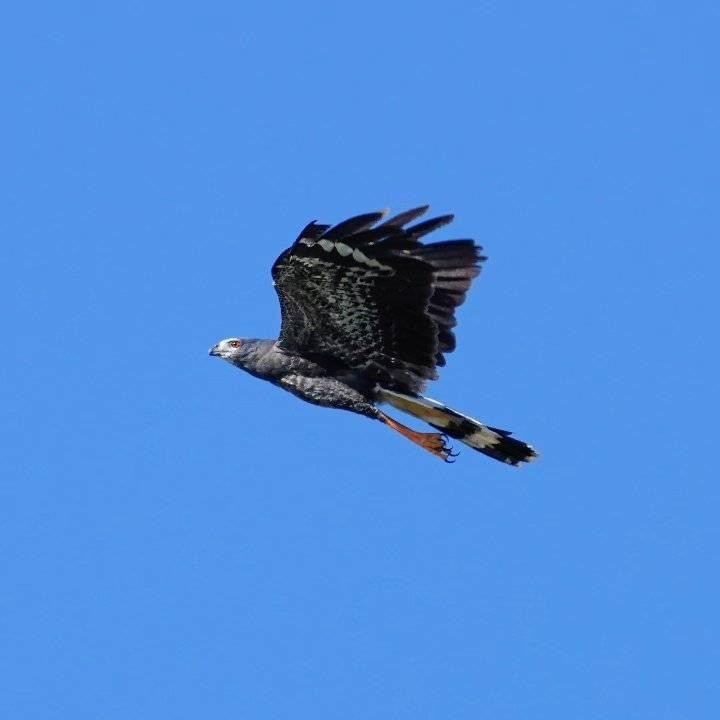 Crane Hawk - ML629883089