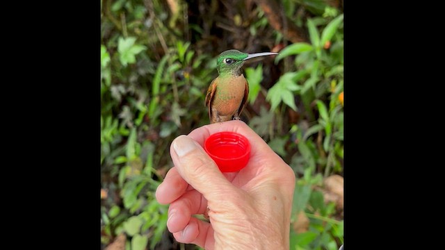 Fawn-breasted Brilliant - ML629883102