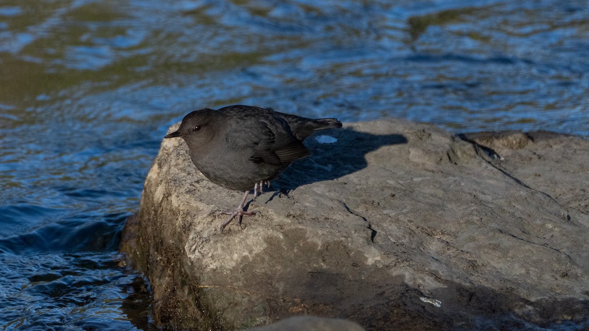 American Dipper - ML629883109