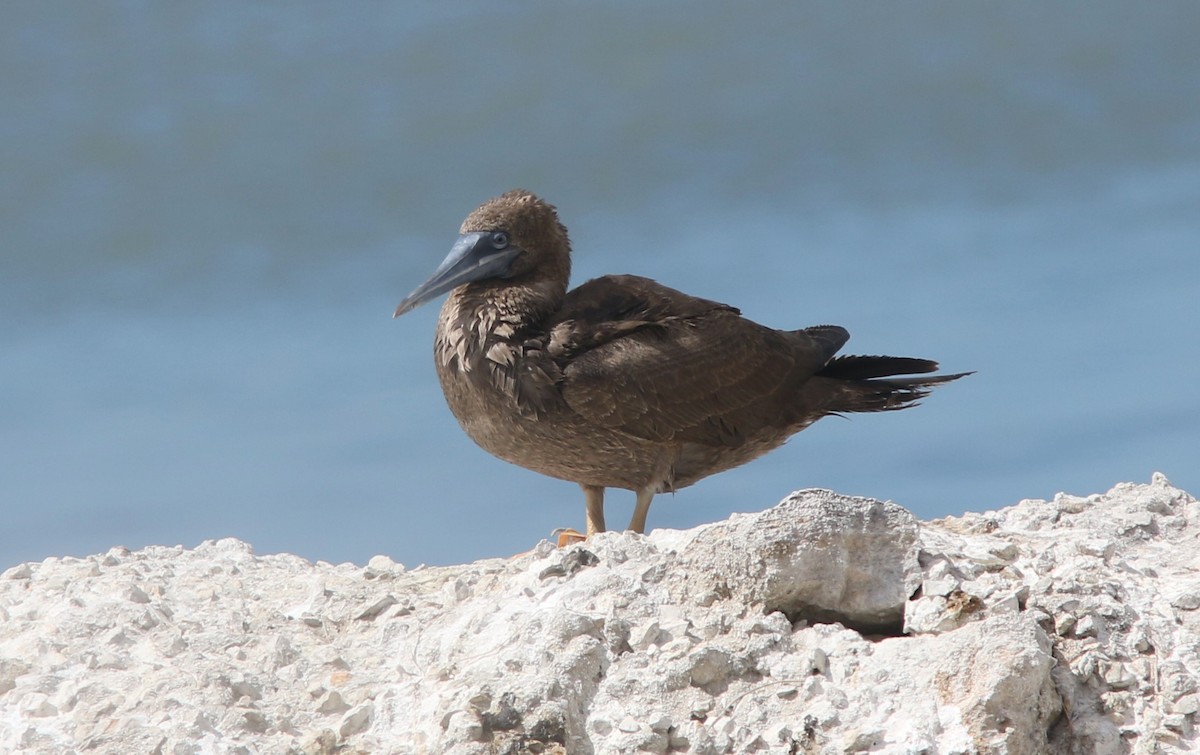 Brown Booby (Atlantic) - ML629883145