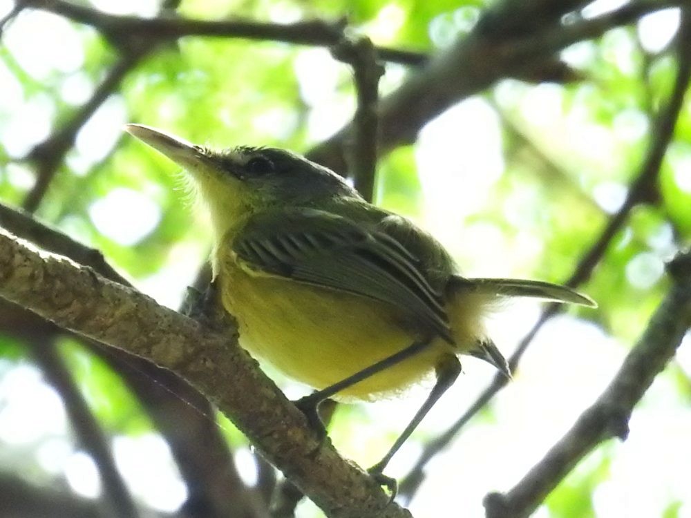 Maracaibo Tody-Flycatcher - ML629883205