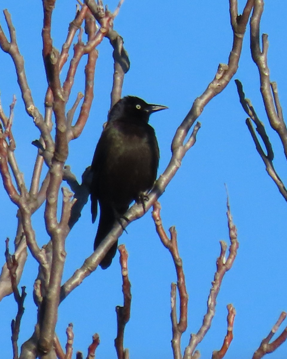 Common Grackle - ML629883274