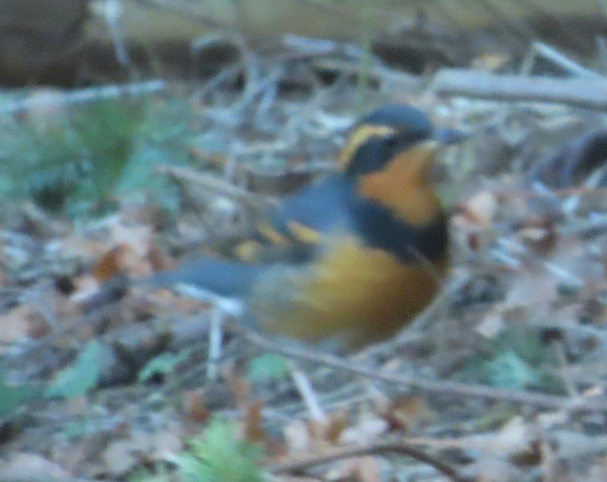 קיכלי צווארון - ML629883470