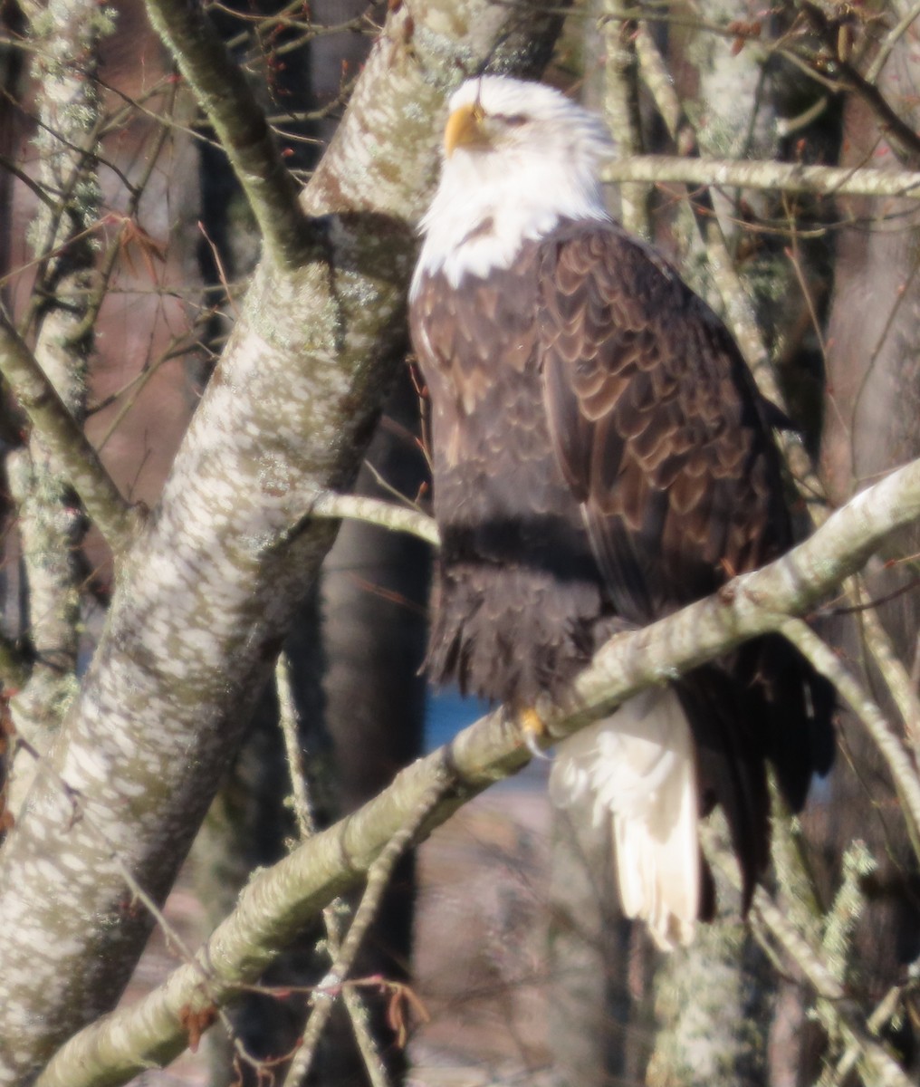Bald Eagle - ML629883517