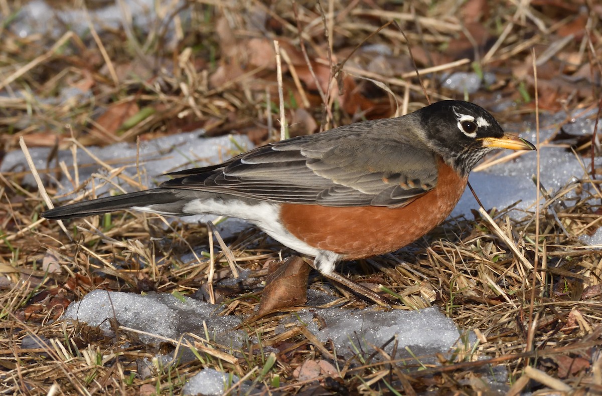 コマツグミ - ML629883537