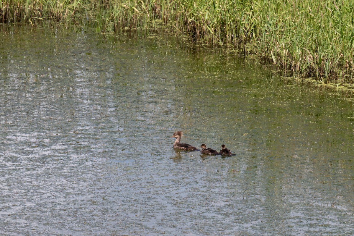 Hooded Merganser - ML629883795