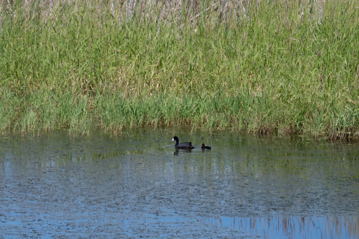 American Coot - ML629883818