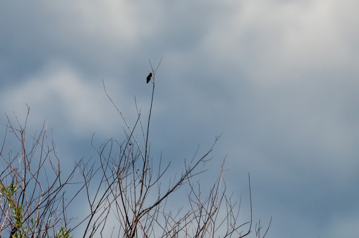 Calliope Hummingbird - ML629883824