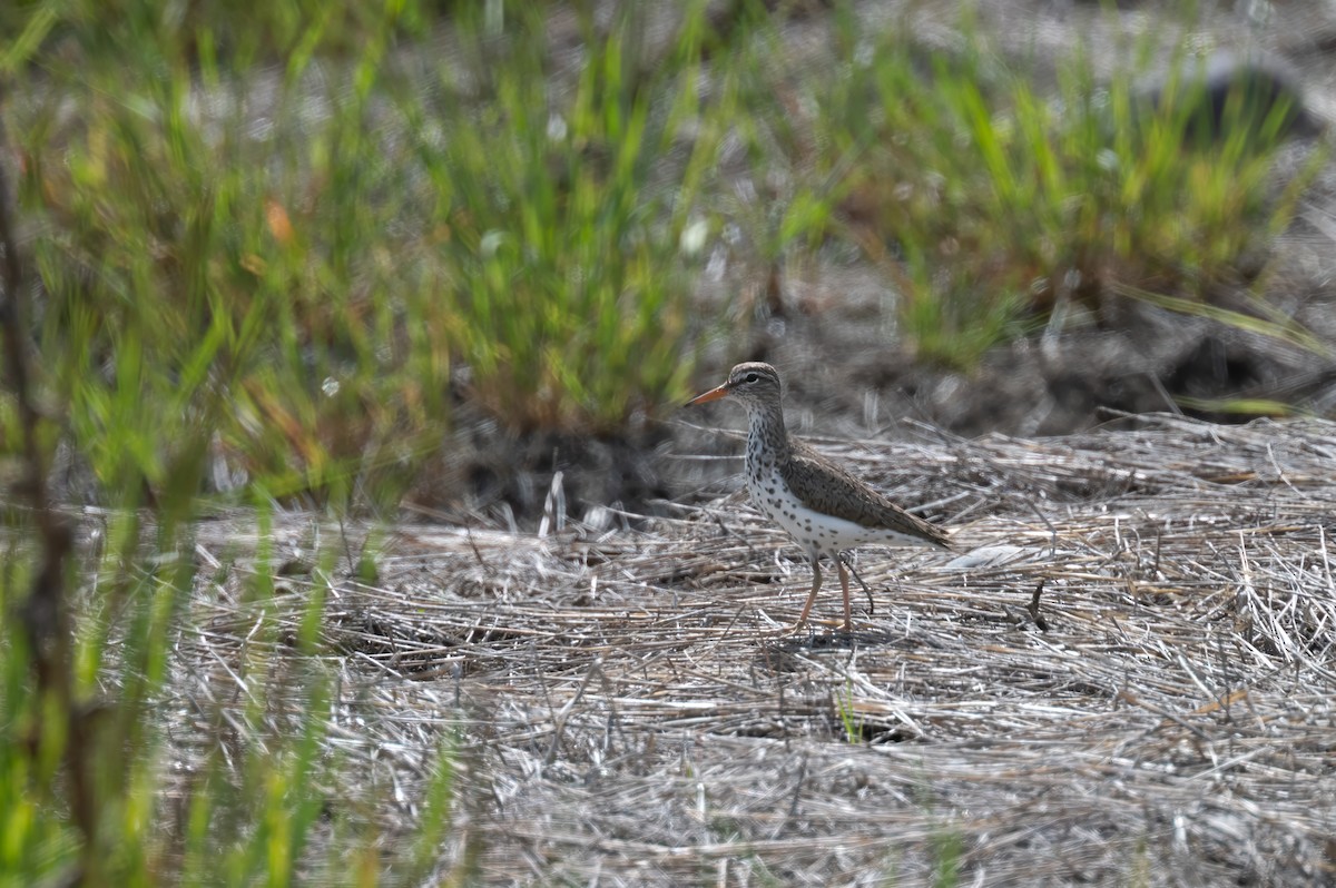 Spotted Sandpiper - ML629883829
