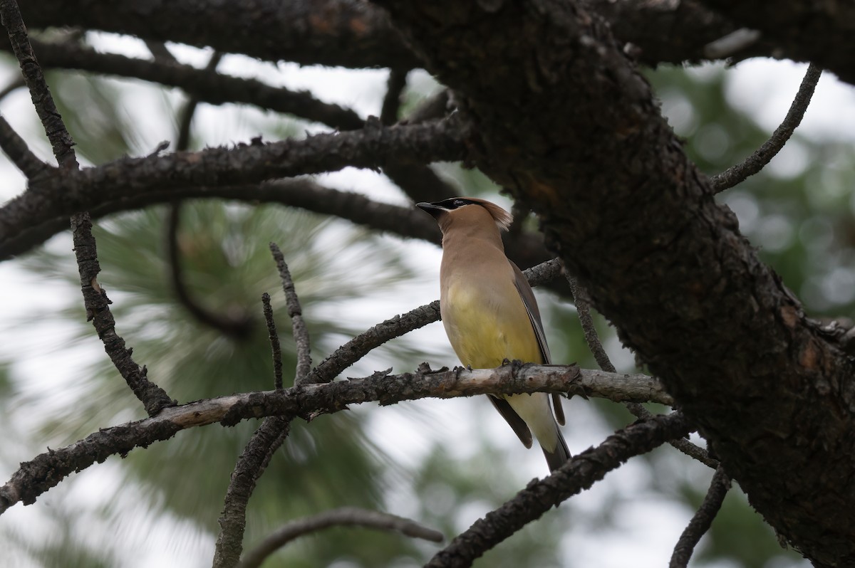 Cedar Waxwing - ML629883856