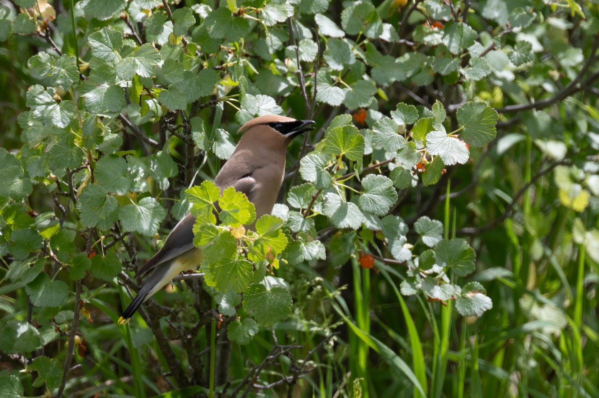 Cedar Waxwing - ML629883858