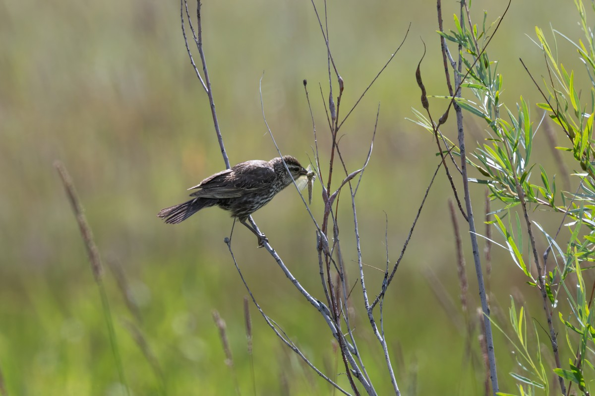 Red-winged Blackbird - ML629883868
