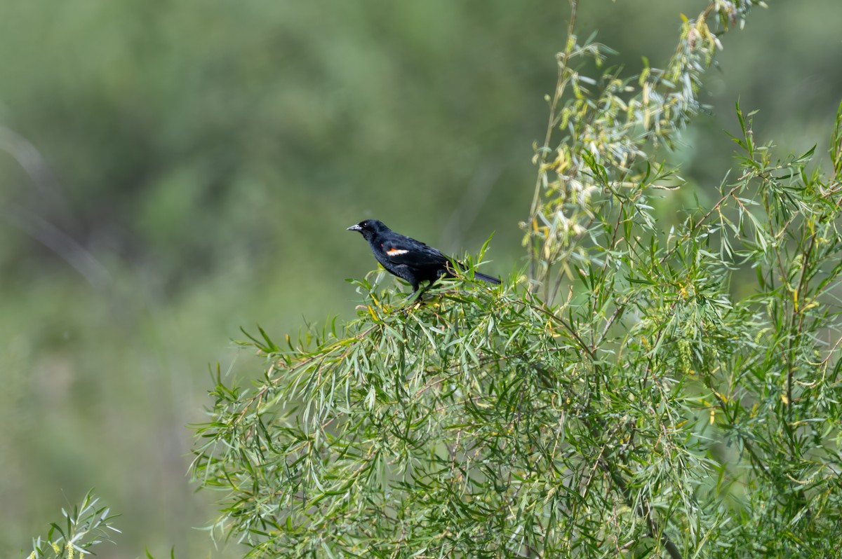Red-winged Blackbird - ML629883869