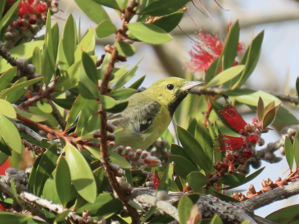 Orchard Oriole - ML629883878