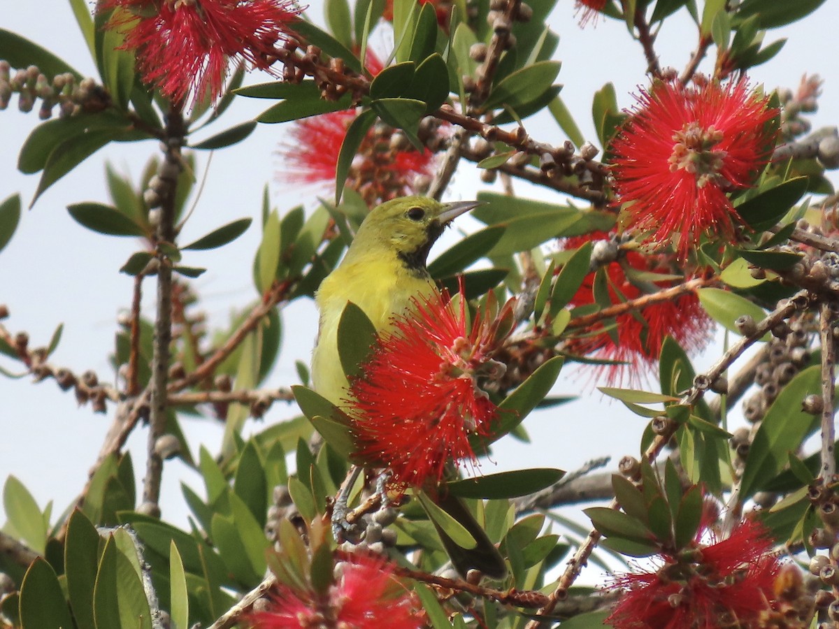 Orchard Oriole - ML629883879