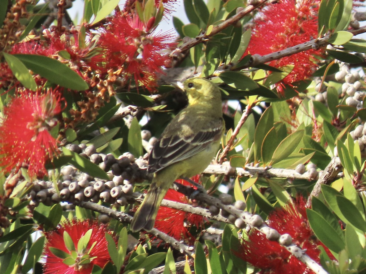 Orchard Oriole - ML629883880