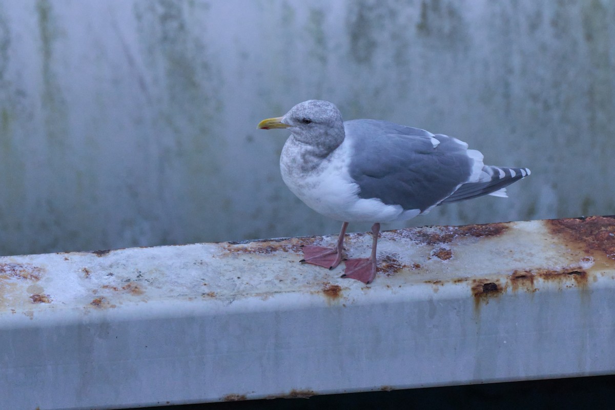 Glaucous-winged Gull - ML629883915