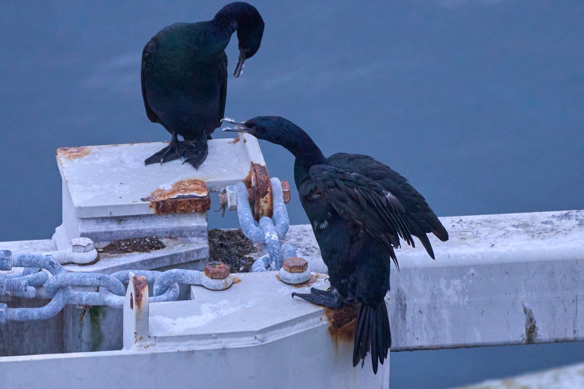 Pelagic Cormorant - ML629883973
