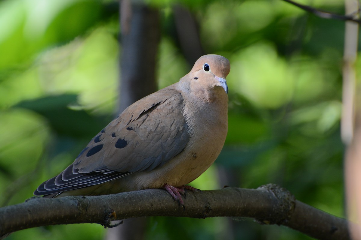 ML629883994 - Mourning Dove - Macaulay Library