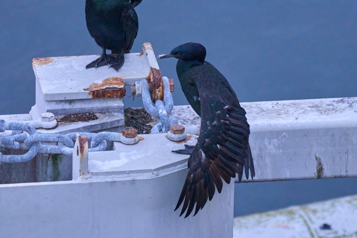 Pelagic Cormorant - ML629884045