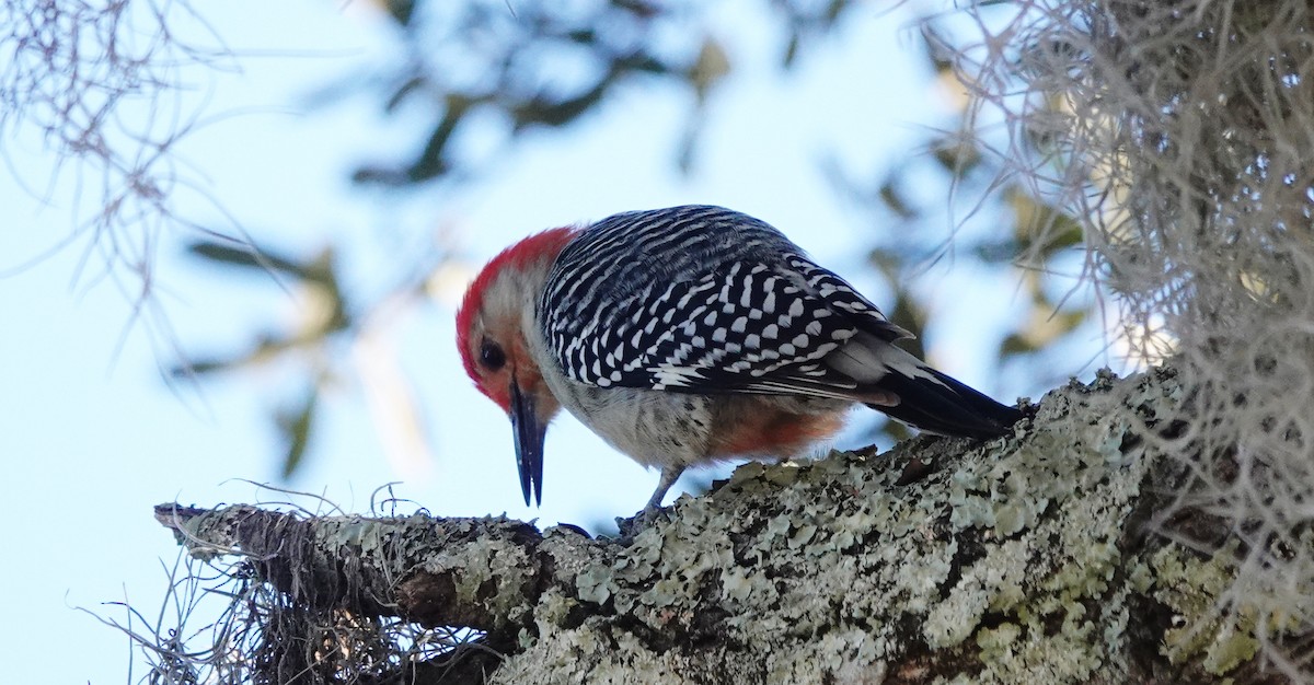 Red-bellied Woodpecker - ML629884082