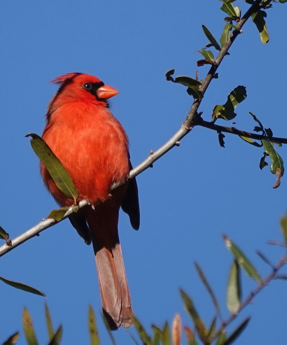 Northern Cardinal - ML629884126