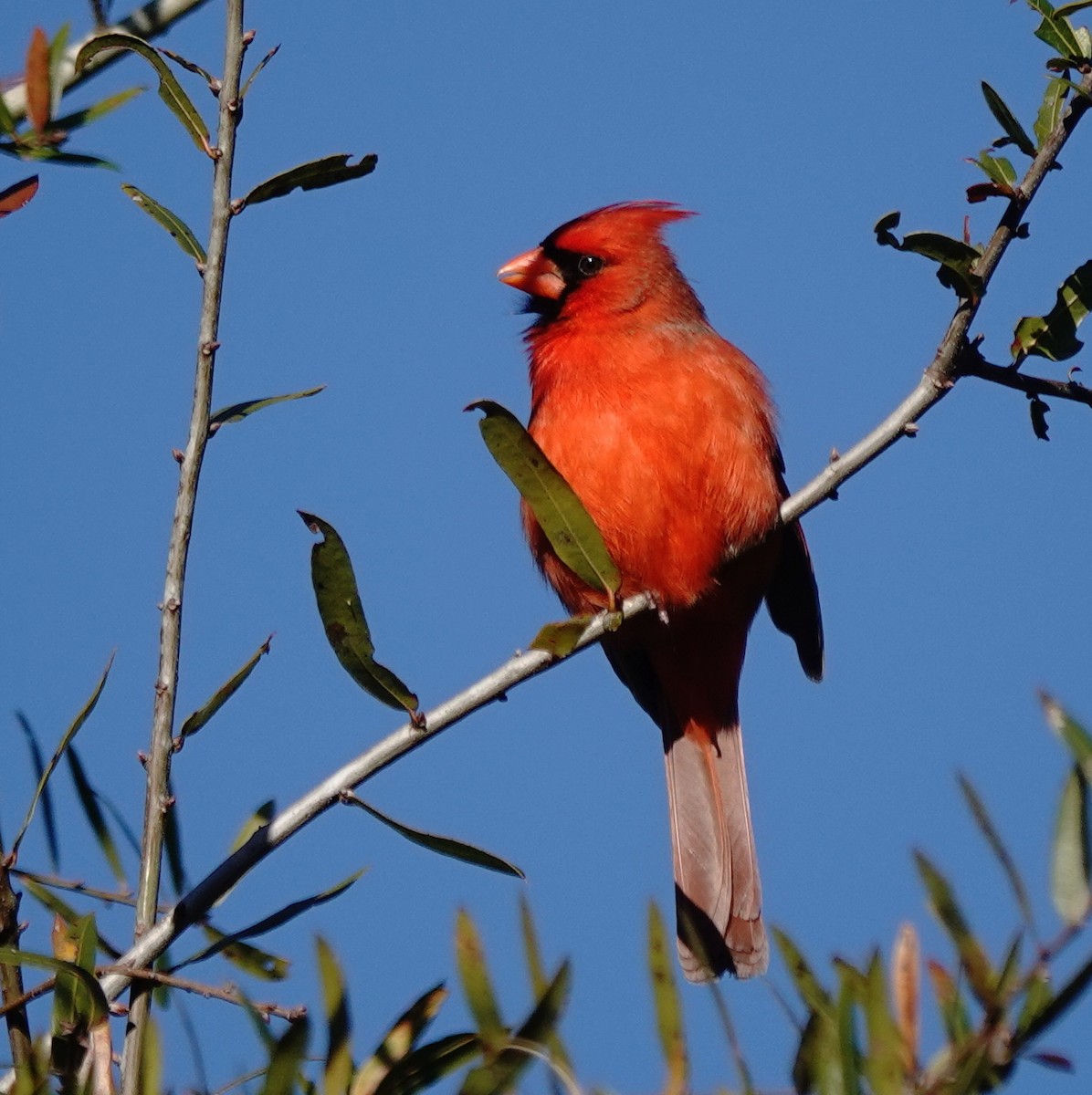 Northern Cardinal - ML629884130