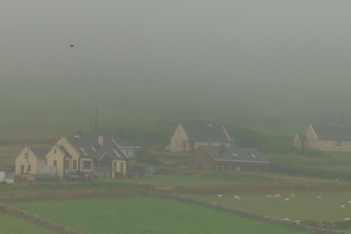 Eurasian Kestrel - ML629884144