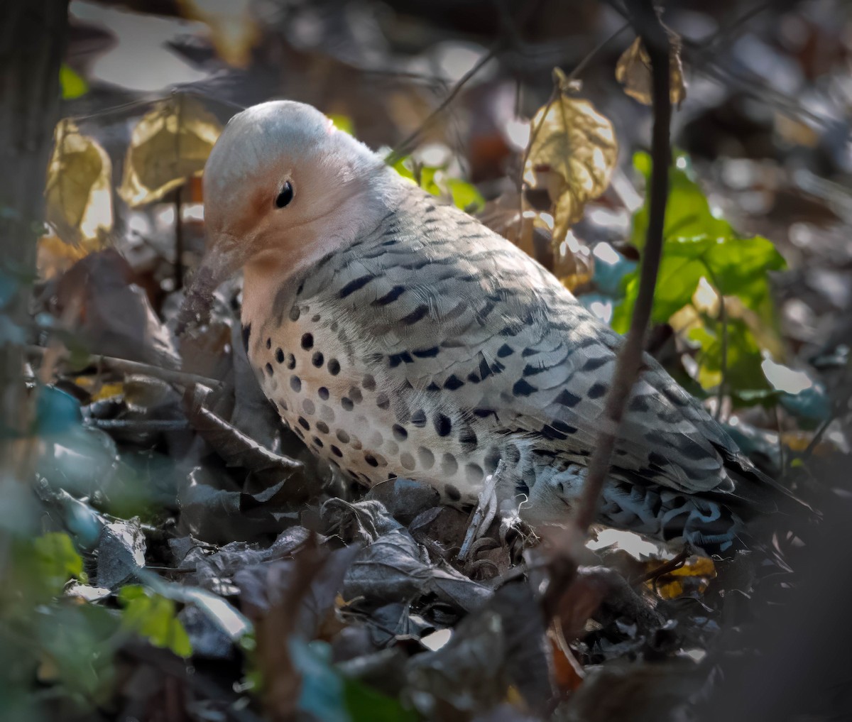 Northern Flicker (Yellow-shafted) - ML629884156