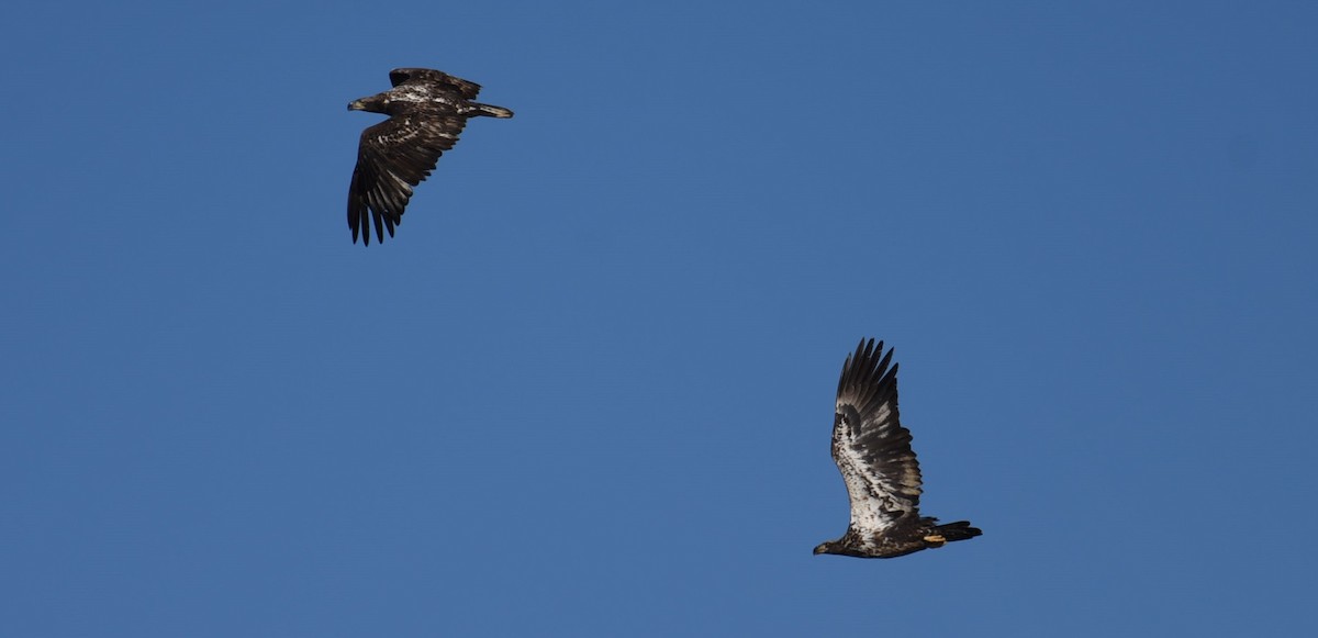 Bald Eagle - ML629884202