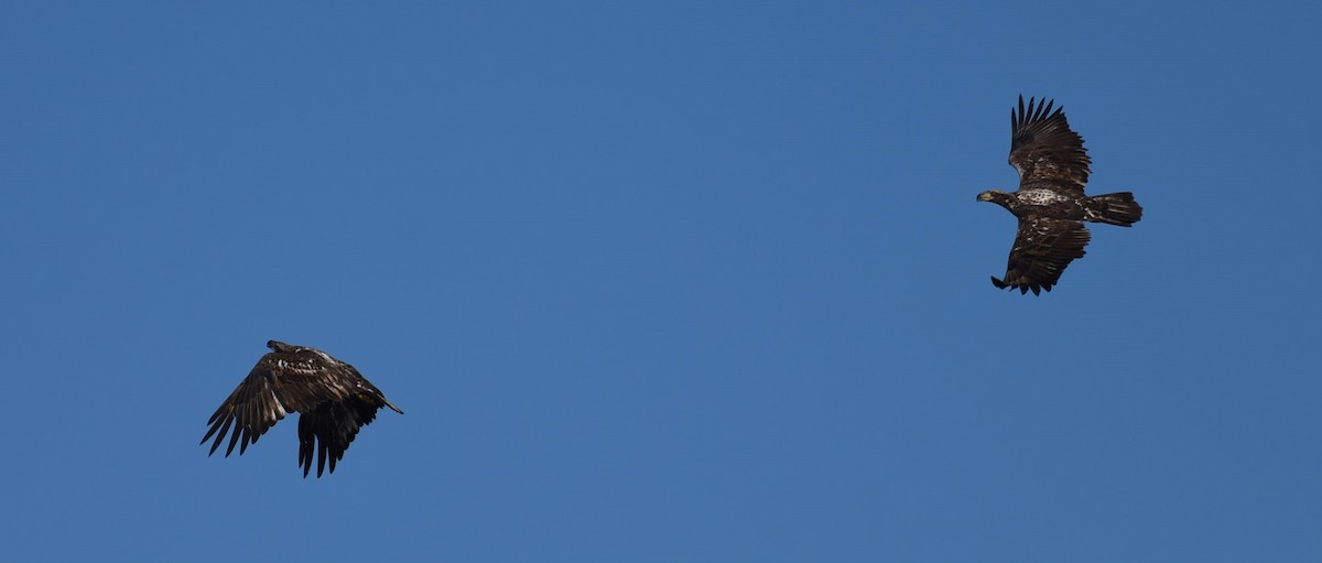 Bald Eagle - ML629884203