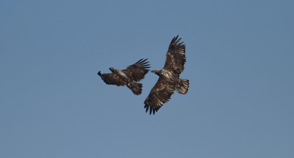 Bald Eagle - ML629884204