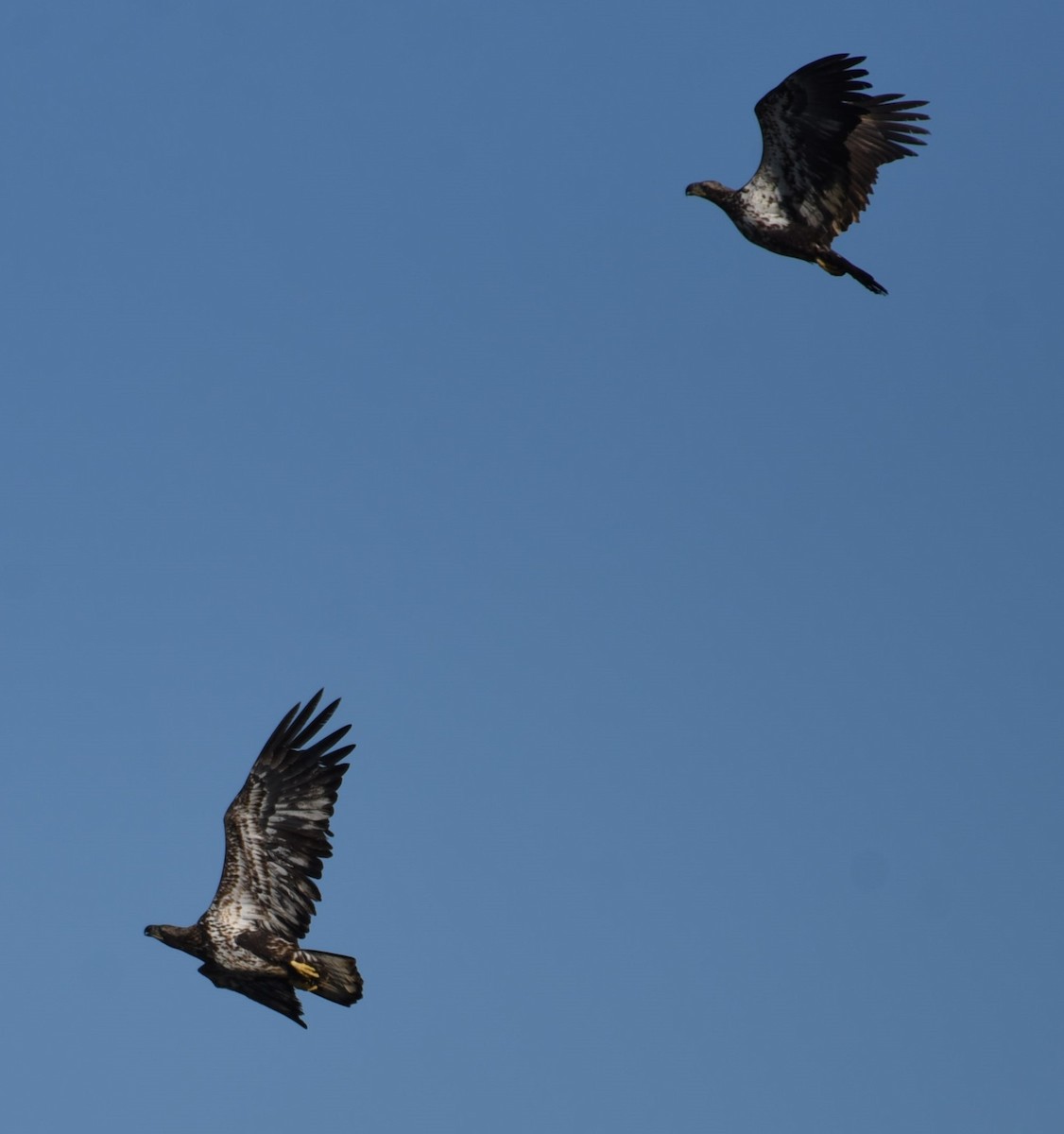 Bald Eagle - ML629884205