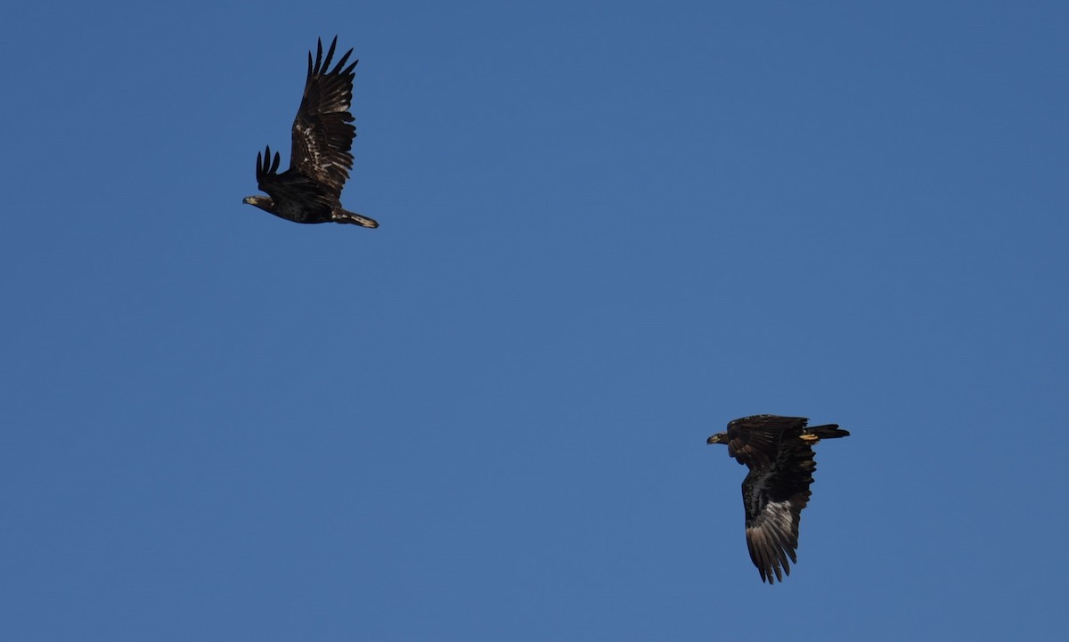 Bald Eagle - ML629884206