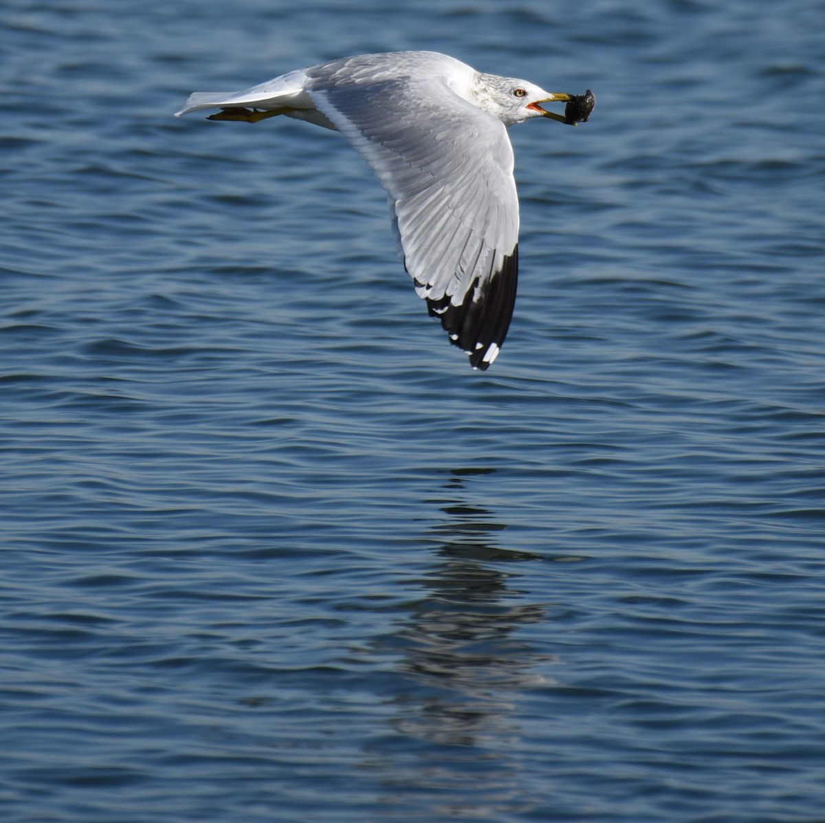 Ring-billed Gull - ML629884212