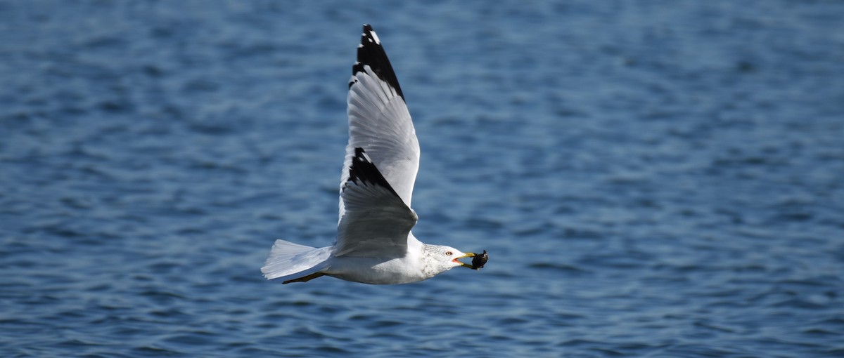 Ring-billed Gull - ML629884213
