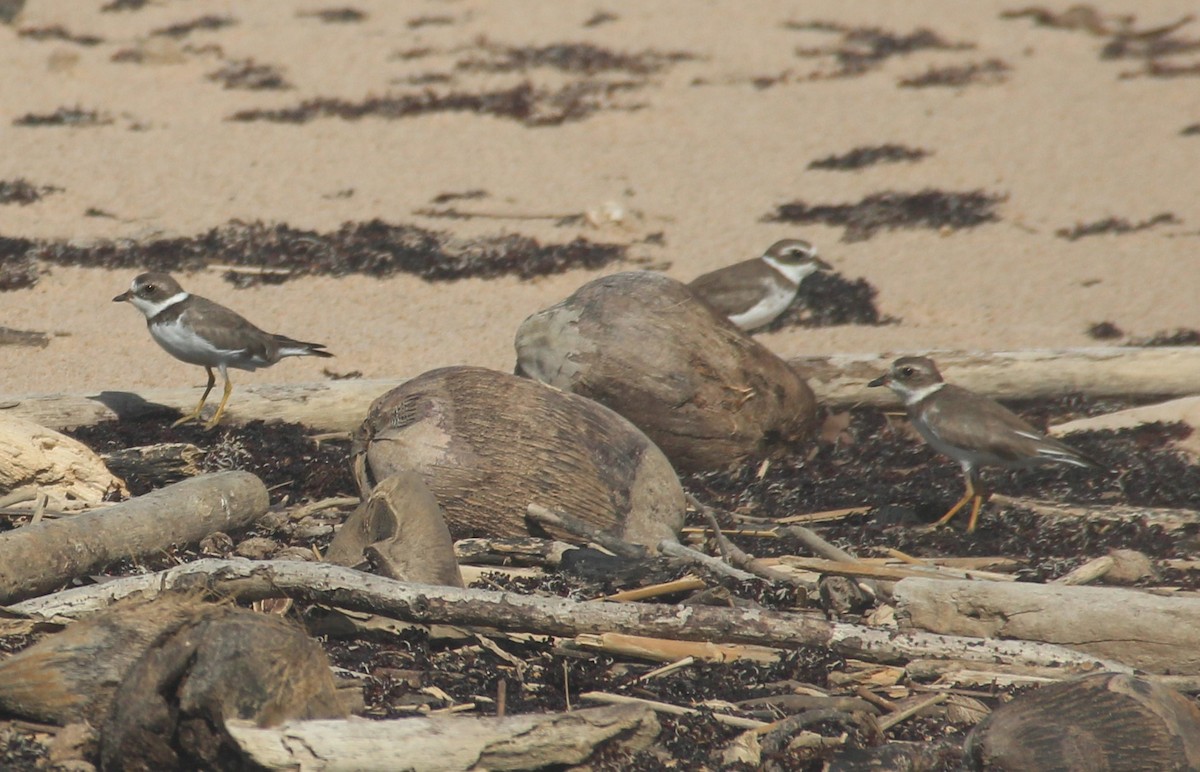 Semipalmated Plover - ML629884274