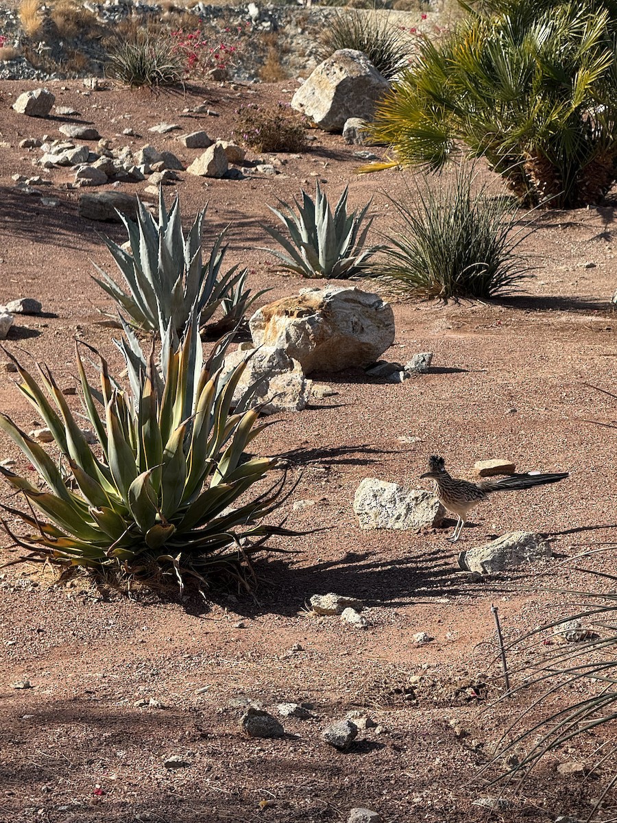 Greater Roadrunner - ML629884355