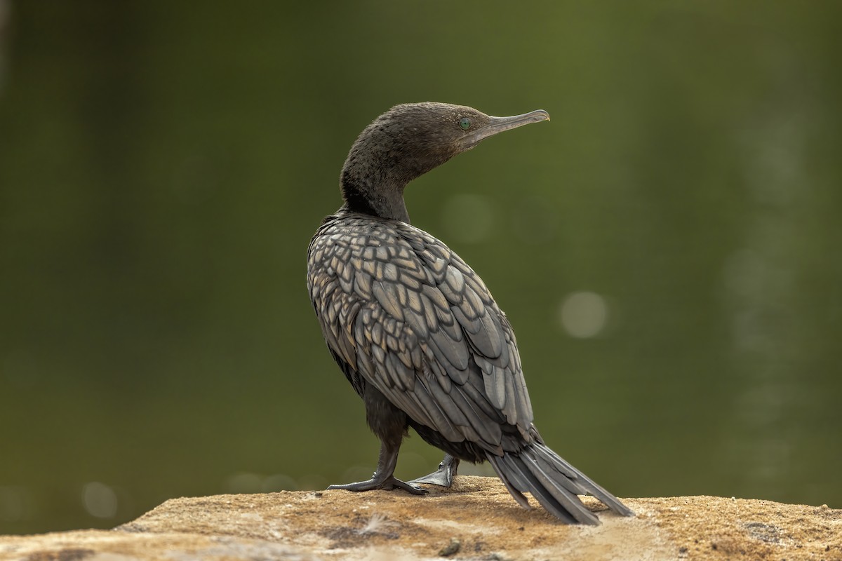 Little Black Cormorant - ML629884356