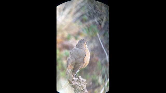 Tawny Antpitta - ML629884393