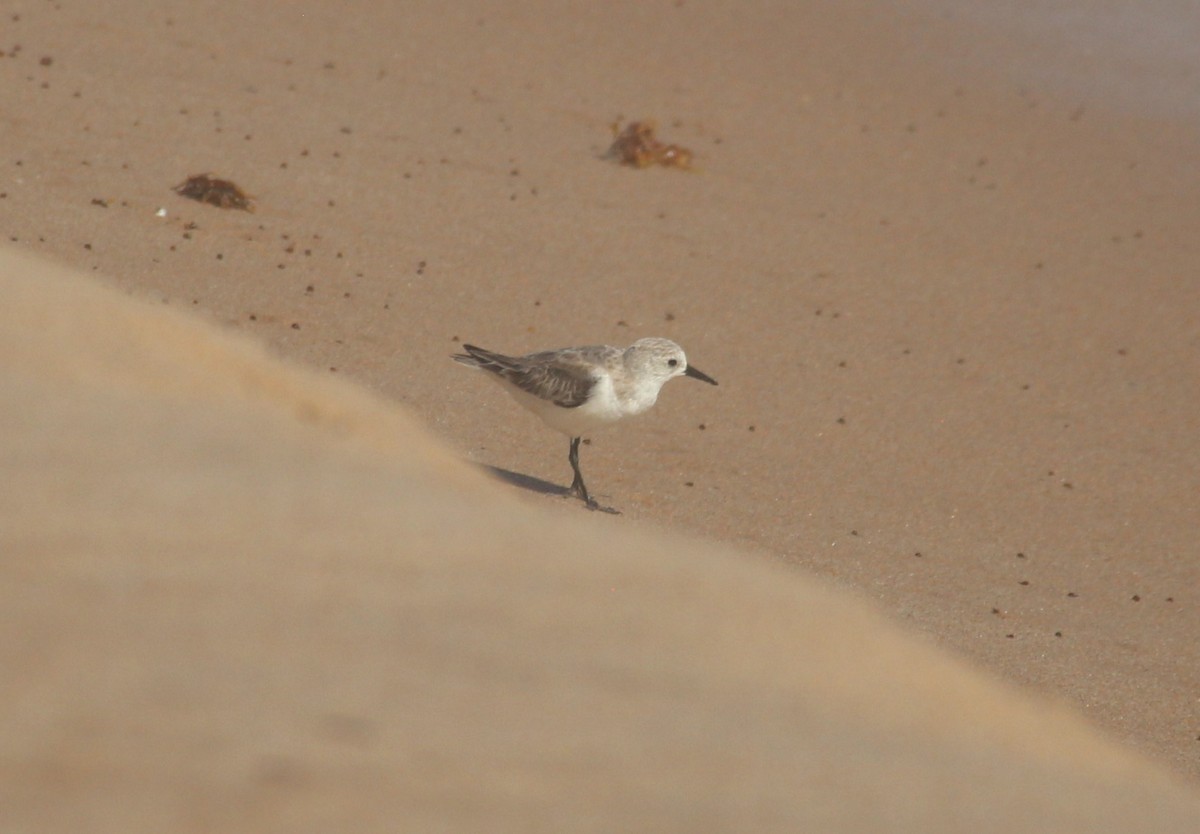 Sanderling - ML629884401