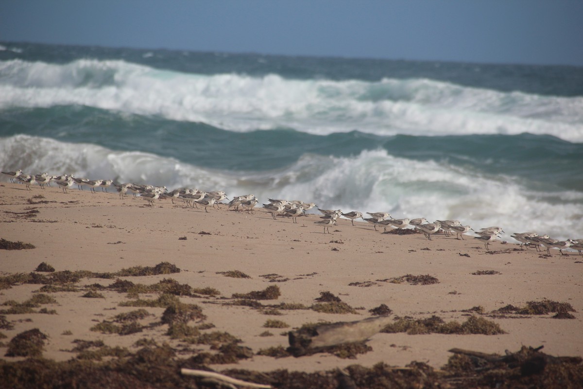 Sanderling - ML629884402