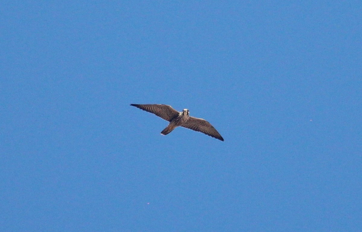 Peregrine Falcon - ML629884475