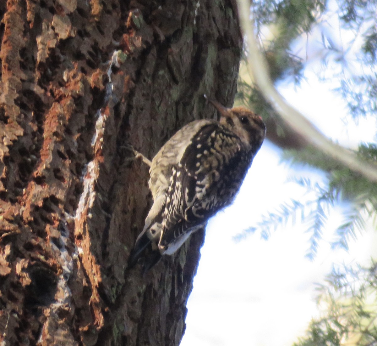 Yellow-bellied Sapsucker - ML629884508