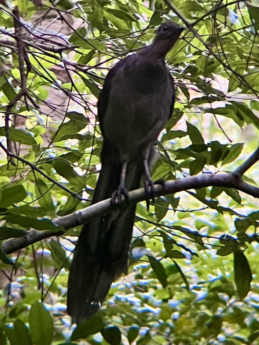 Superb Lyrebird - ML629884621