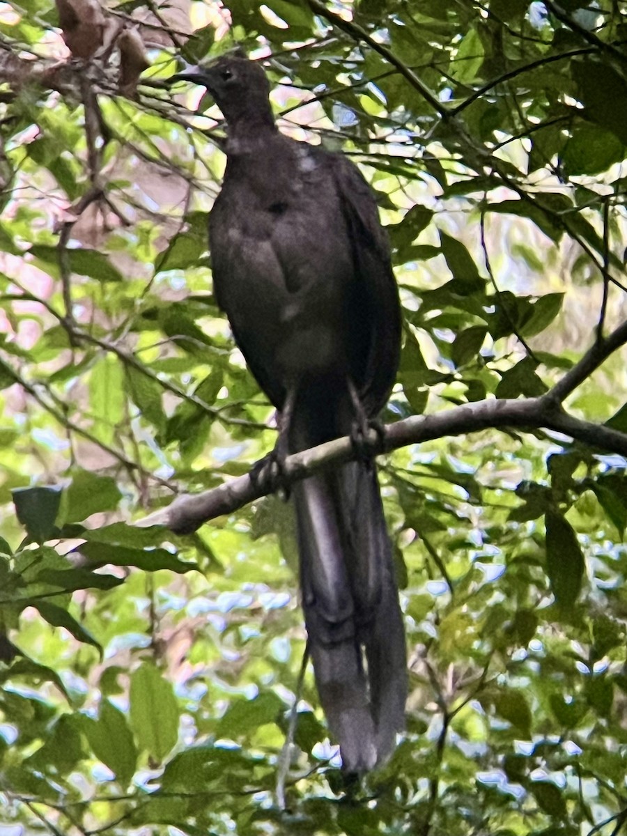 Superb Lyrebird - ML629884622