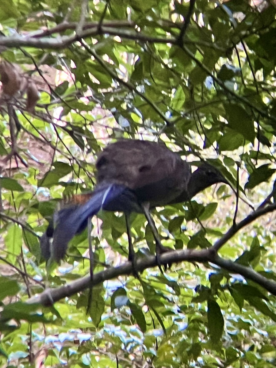 Superb Lyrebird - ML629884624