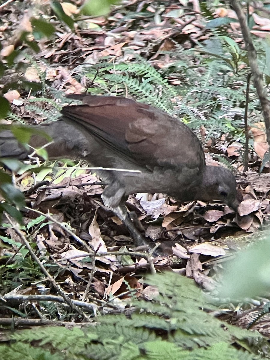 Superb Lyrebird - ML629884626